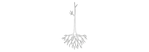 Plant met blote wortel