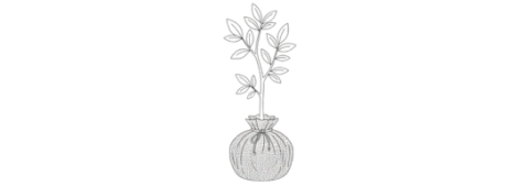 Plant met kluit