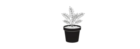 Plant in pot