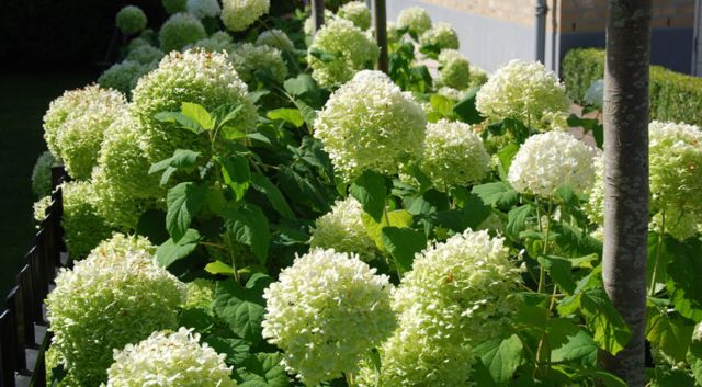 Hortensia haie