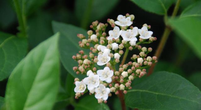 Les plantes mieux adaptées pour l'hiver