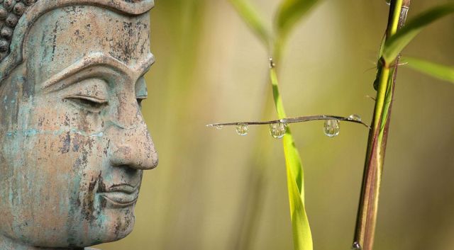 Ambiance orientale : la haie de bambous
