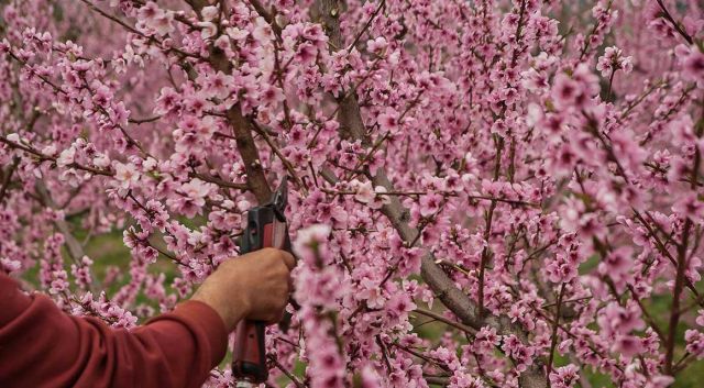 jardinage conviennent pour tailler une haie