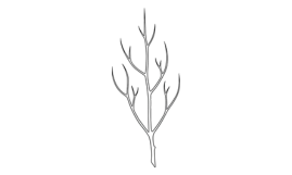 Plant in winter