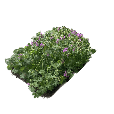 COVERGREEN® Geranium x cantabrigiense 'Cambridge' tapis de couvre-sol (38x57cm)