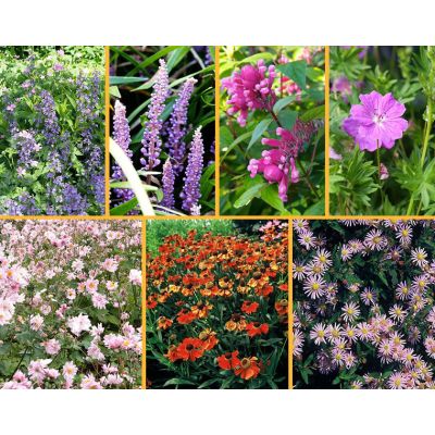 Paquet pour bordure à Floraison Automnale