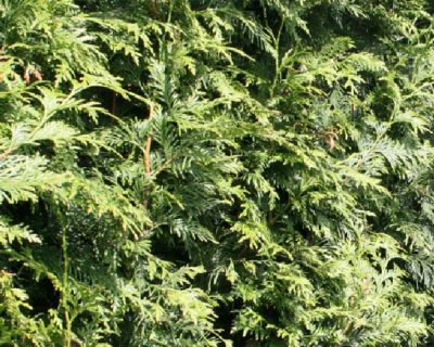 Thuya géant ‘Excelsa’