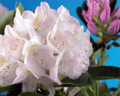 Rhododendron 'Cunninghams White'