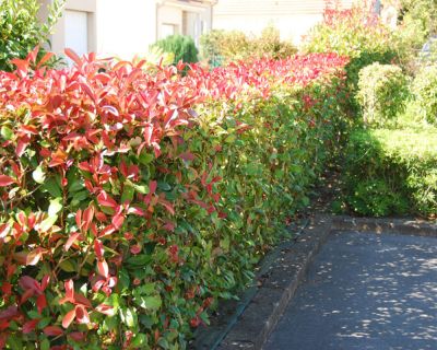 Photinia 'Red Robin'
