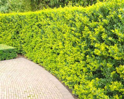Houx crénelé 'Green Hedge'