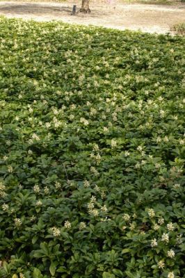 Pachysandra terminalis