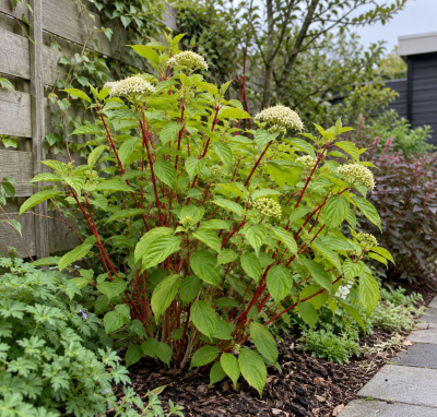 Cornouiller blanc 'Sibirica'