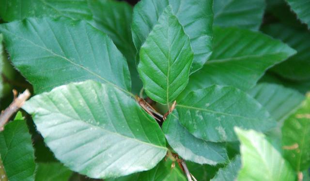 Buchenhecke gepflanzt Wie sollte meine Buchenhecke gepflanzt werden?