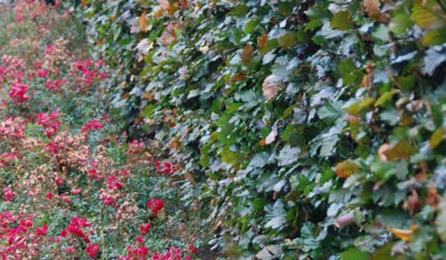 Was sollten Sie machen, wenn der Gartenboden nicht für eine Buchenhecke geeignet ist?
