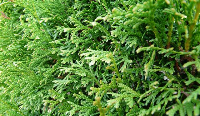 Schwere, schwer zu entwässernde Erde im Garten