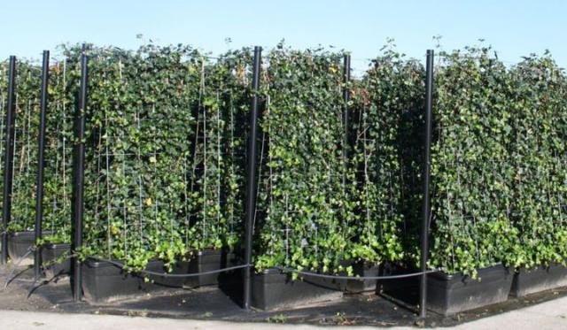 Sofort eine Hecke in der von Ihnen gewünschten Höhe bestellen