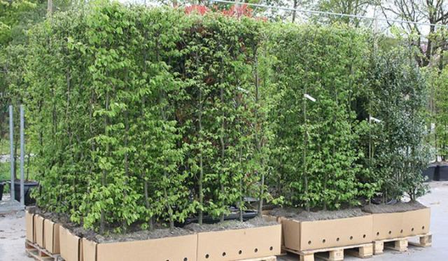 Mühelos eine gesunde Hecke selektieren