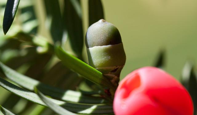 Ist die Eibe für meinen Garten geeignet?