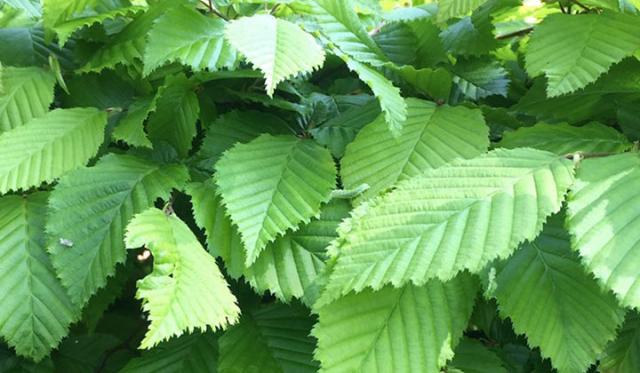 Die Hainbuche ist robust, blickdicht und vielseitig