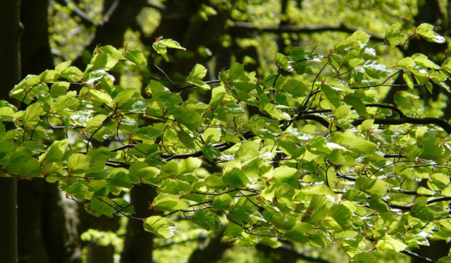 Die Rotbuche: was für ein Baum ist das eigentlich?