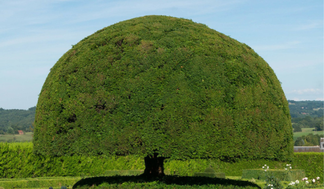 Welche Sorten eignen sich für eine Eiben-Hecke?