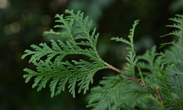 Wie alt kann Thuja werden?
