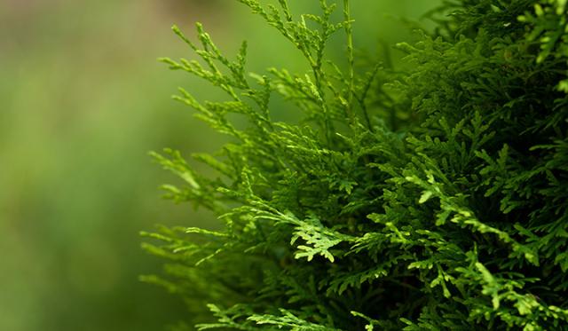 Wann kann ich die Thuja pflanzen?
