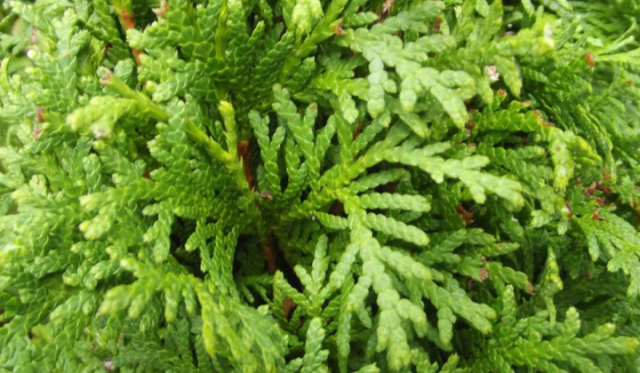 Thuja (Lebensbaum) in Trockenperioden
