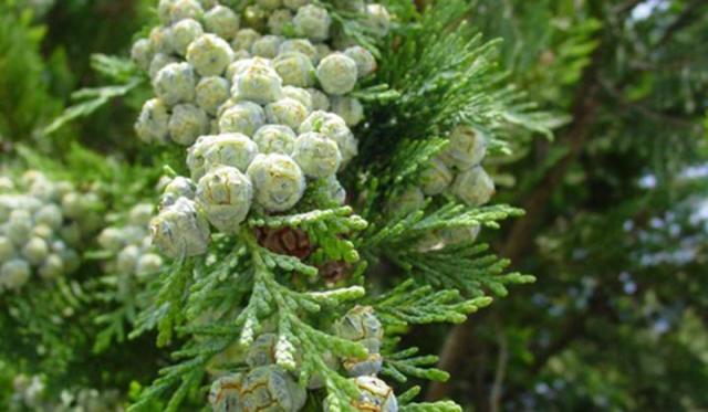 Thuja pflanzen: wann und wie?