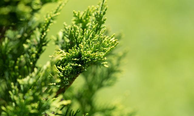 Ursachen für die Verfärbung und das Absterben von Zweigen