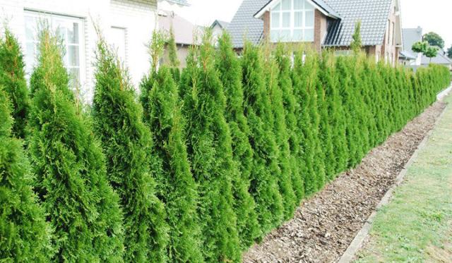 Extrem winterhart: Thuja 'Smaragd'