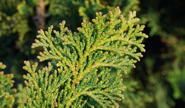 Welche Boden-Sorte braucht die Thuja?