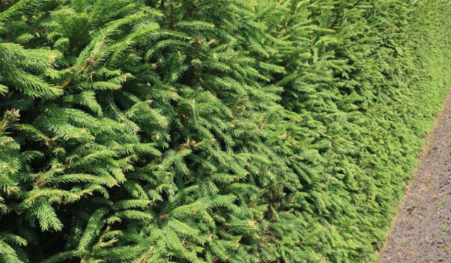 Wann kann ich meine Koniferen-Hecke am besten düngen?