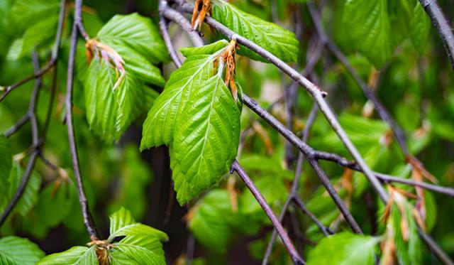 Wie schneiden Sie Ihre Hainbuchen-Hecke?