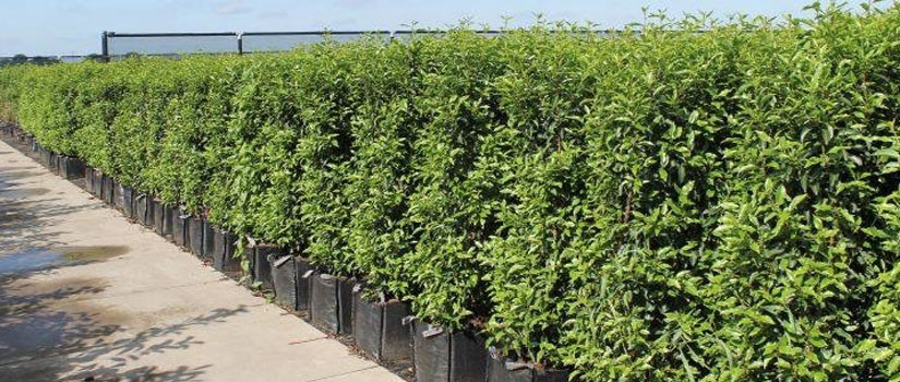 Acheter plantes de haies XXL