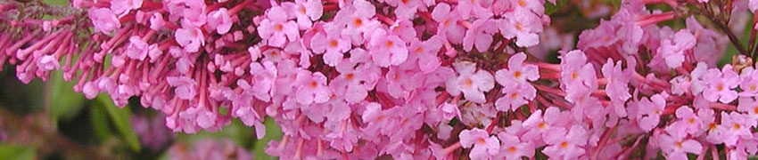 Des arbustes fleurissants