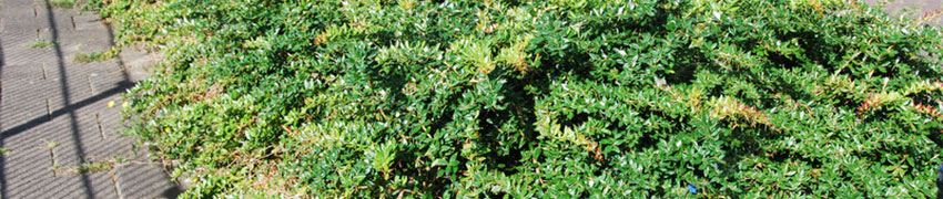 Berberis dans le jardin Berberis dans le jardin