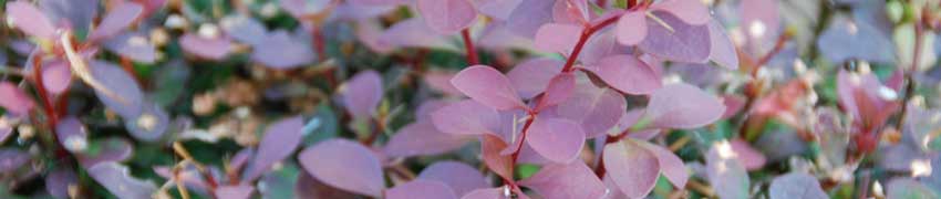 Le Berberis en tant que haie Le Berberis en tant que haie