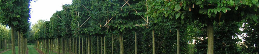 Pépinière de plantes de haies