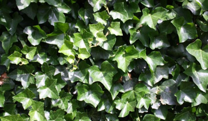 Kirschlorbeer-Hecke wachsen