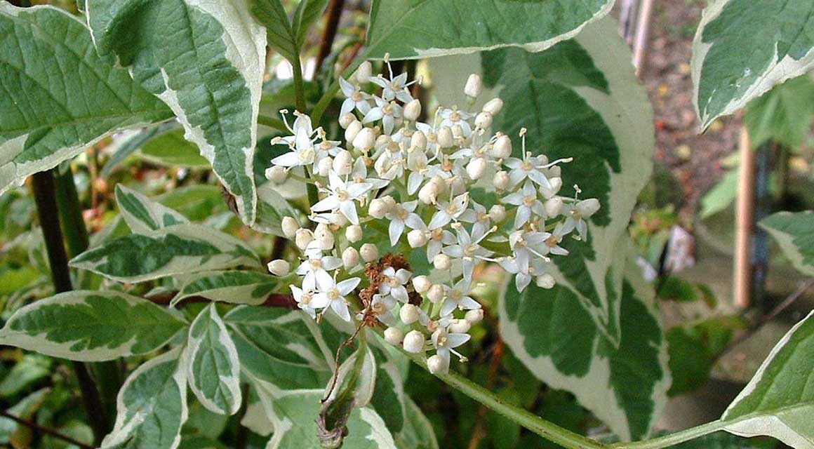 Rotholziger Hartriegel 'Elegantissima'
