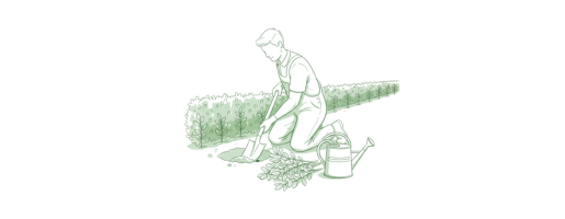 Plantation et entretien