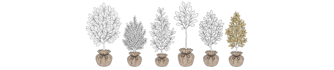 Préparation de la tranchée pour planter des plantes en motte