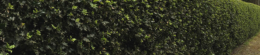 Houx - Ilex Houx - Ilex
