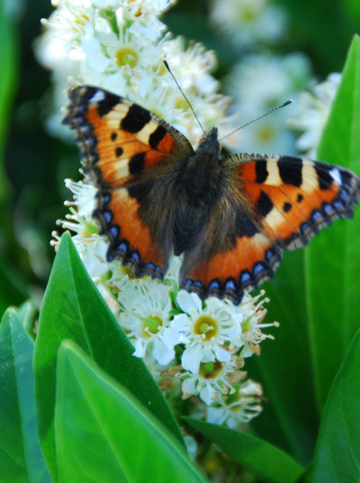 Papillon au Laurier