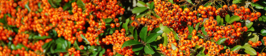 Buisson ardent Buisson ardent