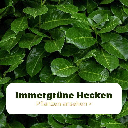 Immergrune Heckenpflanzen