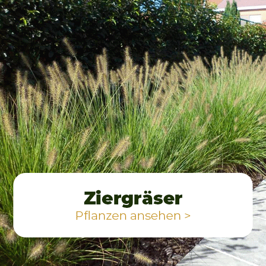 ziergraser