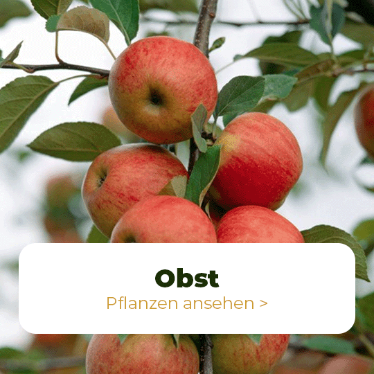 obst