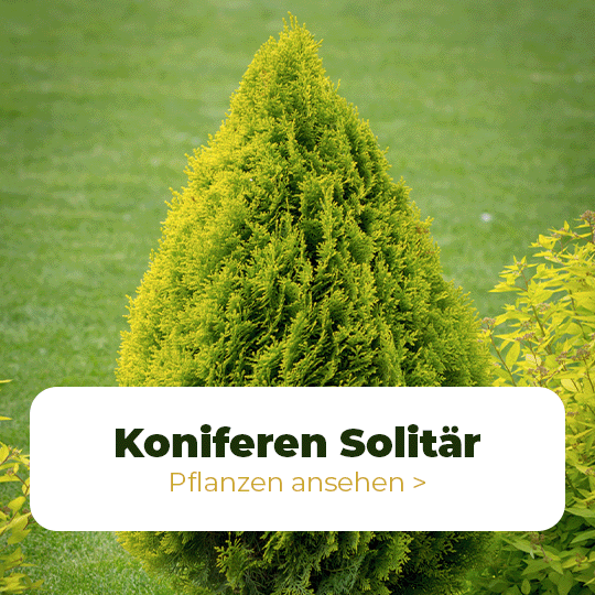 Koniferen Solitär